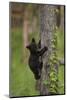 USA, Tennessee. Black Bear Cub Climbing Tree-Jaynes Gallery-Mounted Photographic Print