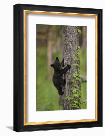 USA, Tennessee. Black Bear Cub Climbing Tree-Jaynes Gallery-Framed Photographic Print