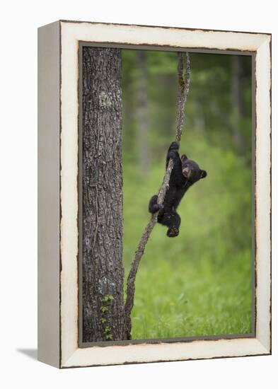 USA, Tennessee. Black Bear Cub Playing on Tree Limb-Jaynes Gallery-Framed Premier Image Canvas