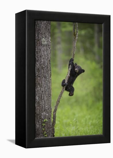 USA, Tennessee. Black Bear Cub Playing on Tree Limb-Jaynes Gallery-Framed Premier Image Canvas