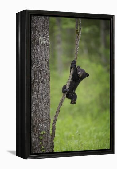 USA, Tennessee. Black Bear Cub Playing on Tree Limb-Jaynes Gallery-Framed Premier Image Canvas