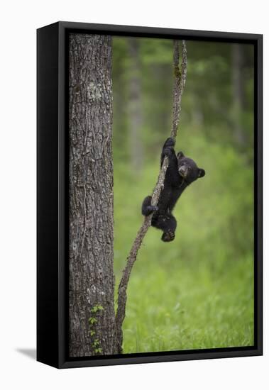 USA, Tennessee. Black Bear Cub Playing on Tree Limb-Jaynes Gallery-Framed Premier Image Canvas