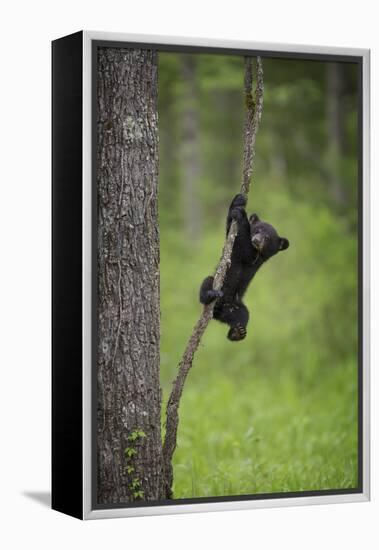 USA, Tennessee. Black Bear Cub Playing on Tree Limb-Jaynes Gallery-Framed Premier Image Canvas