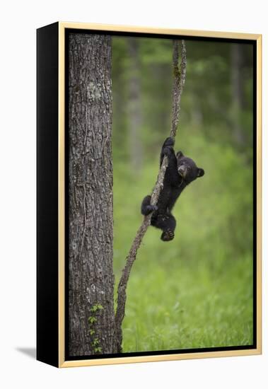 USA, Tennessee. Black Bear Cub Playing on Tree Limb-Jaynes Gallery-Framed Premier Image Canvas