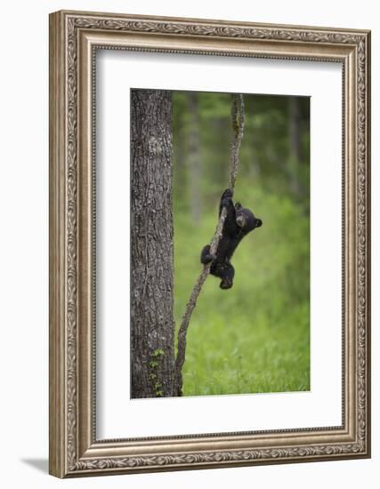 USA, Tennessee. Black Bear Cub Playing on Tree Limb-Jaynes Gallery-Framed Photographic Print