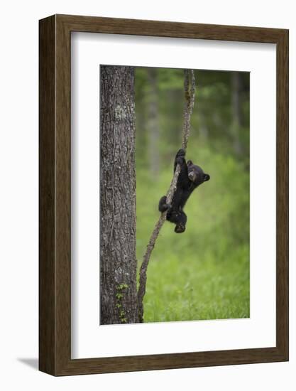 USA, Tennessee. Black Bear Cub Playing on Tree Limb-Jaynes Gallery-Framed Photographic Print