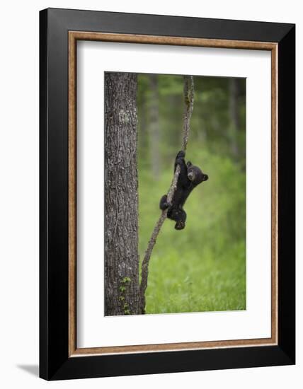 USA, Tennessee. Black Bear Cub Playing on Tree Limb-Jaynes Gallery-Framed Photographic Print