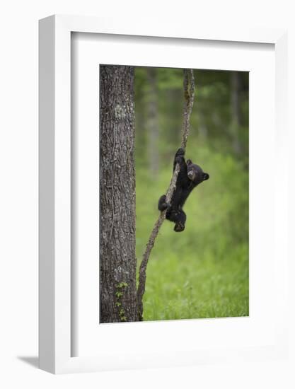 USA, Tennessee. Black Bear Cub Playing on Tree Limb-Jaynes Gallery-Framed Photographic Print