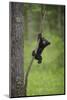 USA, Tennessee. Black Bear Cub Playing on Tree Limb-Jaynes Gallery-Mounted Photographic Print