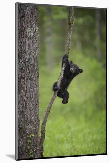 USA, Tennessee. Black Bear Cub Playing on Tree Limb-Jaynes Gallery-Mounted Photographic Print