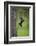 USA, Tennessee. Black Bear Cub Playing on Tree Limb-Jaynes Gallery-Framed Photographic Print