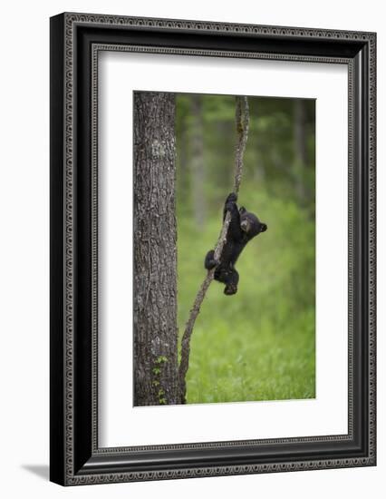 USA, Tennessee. Black Bear Cub Playing on Tree Limb-Jaynes Gallery-Framed Photographic Print