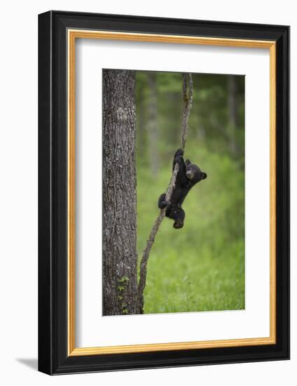 USA, Tennessee. Black Bear Cub Playing on Tree Limb-Jaynes Gallery-Framed Photographic Print