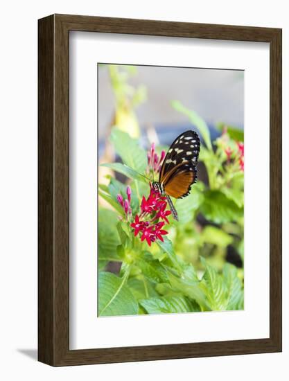 USA, Tennessee. Butterfly garden. Tiger longwing-Trish Drury-Framed Photographic Print