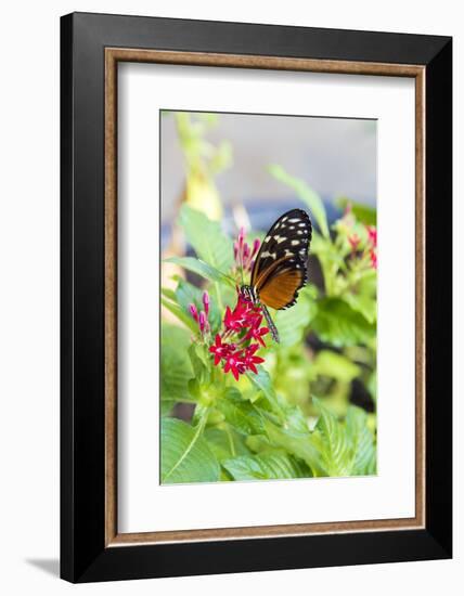 USA, Tennessee. Butterfly garden. Tiger longwing-Trish Drury-Framed Photographic Print