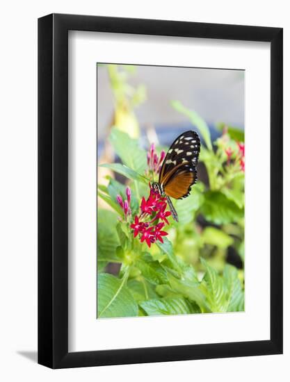 USA, Tennessee. Butterfly garden. Tiger longwing-Trish Drury-Framed Photographic Print