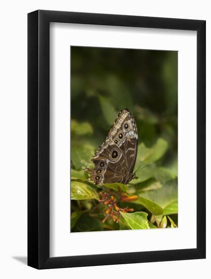 USA, Tennessee, Chattanooga. Giant Owl Butterfly on Leaf-Jaynes Gallery-Framed Photographic Print