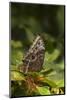 USA, Tennessee, Chattanooga. Giant Owl Butterfly on Leaf-Jaynes Gallery-Mounted Photographic Print
