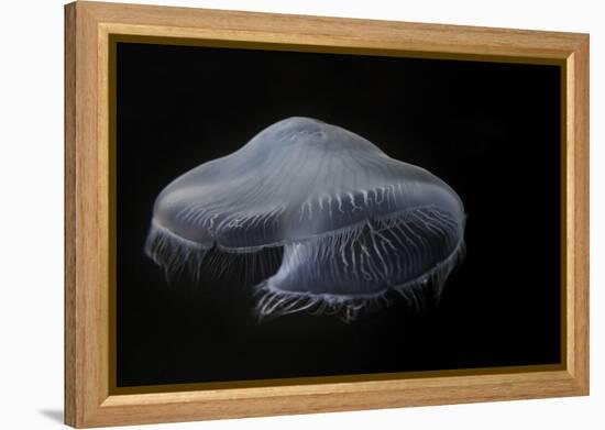 USA, Tennessee, Chattanooga. Moon Jellyfish in Aquarium-Jaynes Gallery-Framed Premier Image Canvas