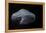 USA, Tennessee, Chattanooga. Moon Jellyfish in Aquarium-Jaynes Gallery-Framed Premier Image Canvas