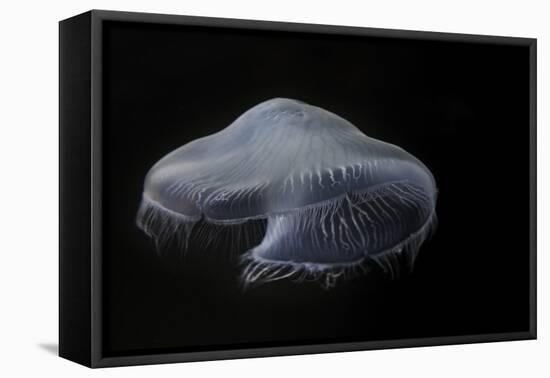 USA, Tennessee, Chattanooga. Moon Jellyfish in Aquarium-Jaynes Gallery-Framed Premier Image Canvas