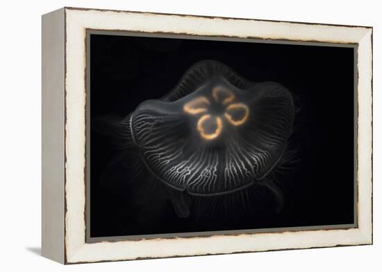 USA, Tennessee, Chattanooga. Moon Jellyfish in Aquarium-Jaynes Gallery-Framed Premier Image Canvas