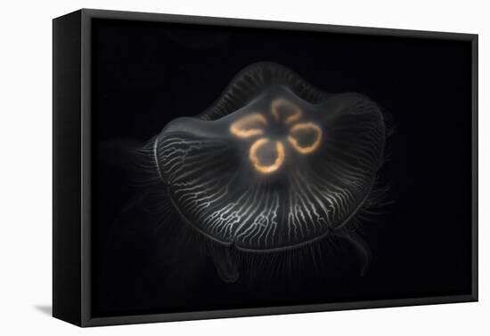 USA, Tennessee, Chattanooga. Moon Jellyfish in Aquarium-Jaynes Gallery-Framed Premier Image Canvas