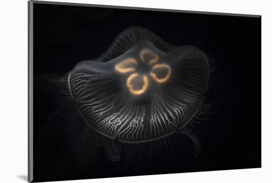 USA, Tennessee, Chattanooga. Moon Jellyfish in Aquarium-Jaynes Gallery-Mounted Photographic Print