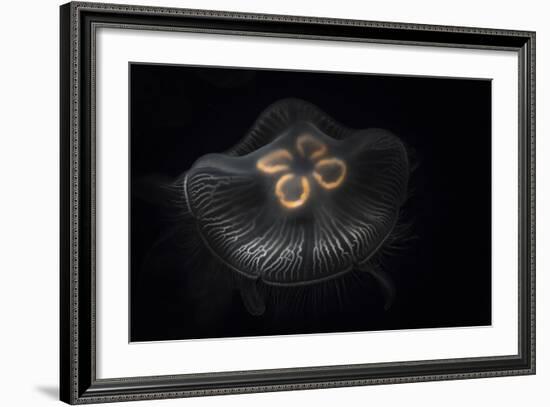 USA, Tennessee, Chattanooga. Moon Jellyfish in Aquarium-Jaynes Gallery-Framed Photographic Print