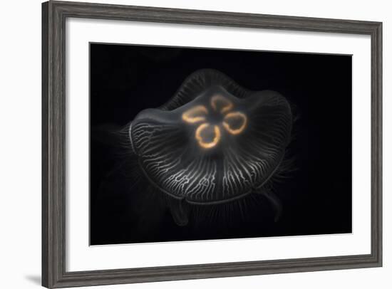 USA, Tennessee, Chattanooga. Moon Jellyfish in Aquarium-Jaynes Gallery-Framed Photographic Print