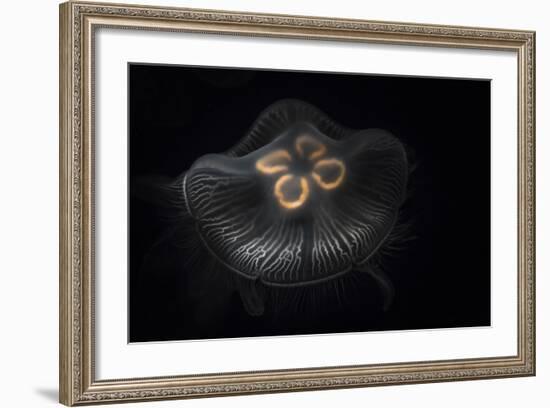 USA, Tennessee, Chattanooga. Moon Jellyfish in Aquarium-Jaynes Gallery-Framed Photographic Print