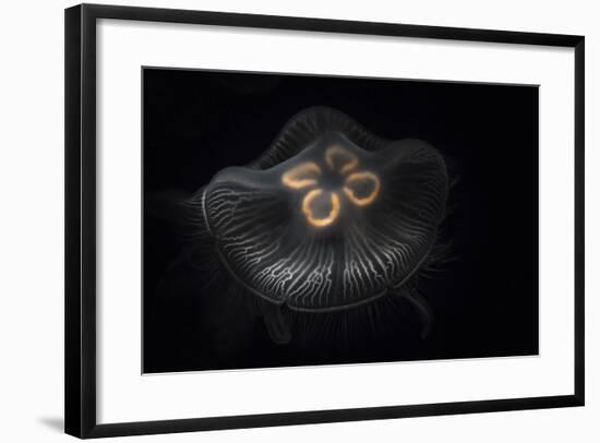 USA, Tennessee, Chattanooga. Moon Jellyfish in Aquarium-Jaynes Gallery-Framed Photographic Print