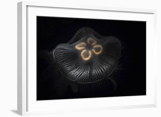 USA, Tennessee, Chattanooga. Moon Jellyfish in Aquarium-Jaynes Gallery-Framed Photographic Print