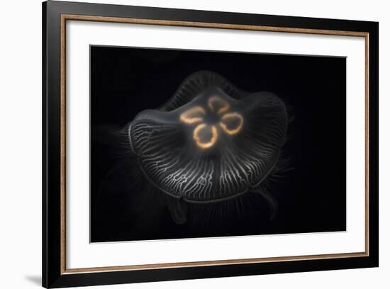 USA, Tennessee, Chattanooga. Moon Jellyfish in Aquarium-Jaynes Gallery-Framed Photographic Print