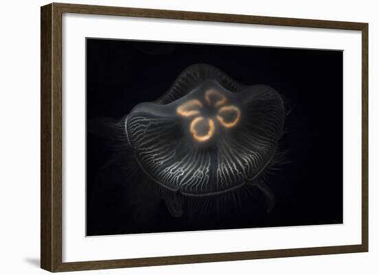 USA, Tennessee, Chattanooga. Moon Jellyfish in Aquarium-Jaynes Gallery-Framed Photographic Print