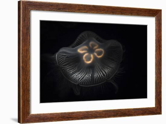 USA, Tennessee, Chattanooga. Moon Jellyfish in Aquarium-Jaynes Gallery-Framed Photographic Print