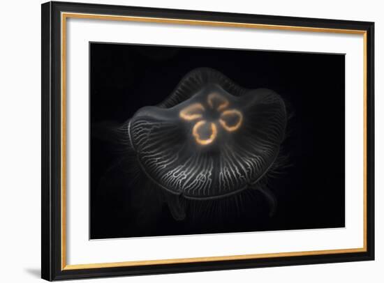 USA, Tennessee, Chattanooga. Moon Jellyfish in Aquarium-Jaynes Gallery-Framed Photographic Print