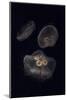 USA, Tennessee, Chattanooga. Moon Jellyfish in Aquarium-Jaynes Gallery-Mounted Photographic Print