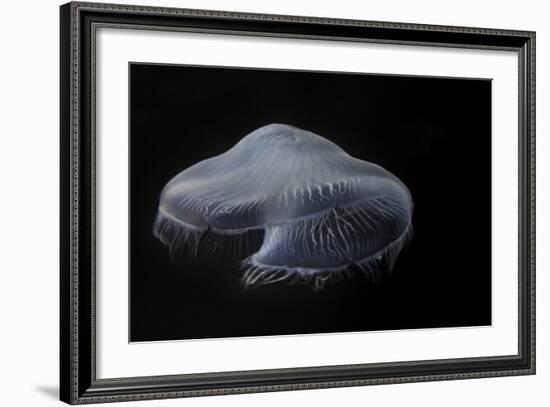 USA, Tennessee, Chattanooga. Moon Jellyfish in Aquarium-Jaynes Gallery-Framed Photographic Print