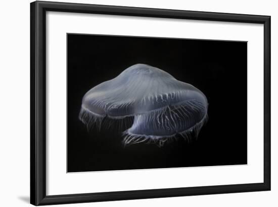 USA, Tennessee, Chattanooga. Moon Jellyfish in Aquarium-Jaynes Gallery-Framed Photographic Print