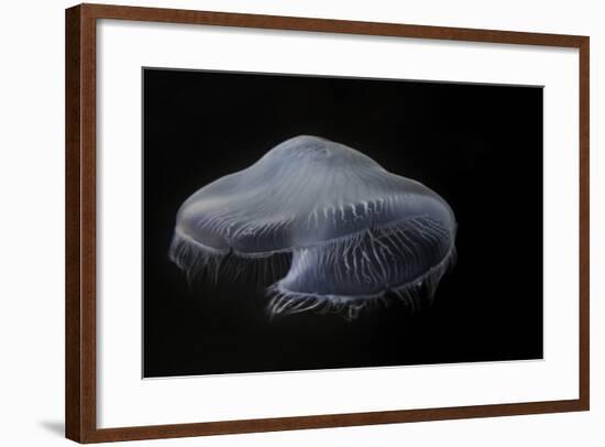 USA, Tennessee, Chattanooga. Moon Jellyfish in Aquarium-Jaynes Gallery-Framed Photographic Print