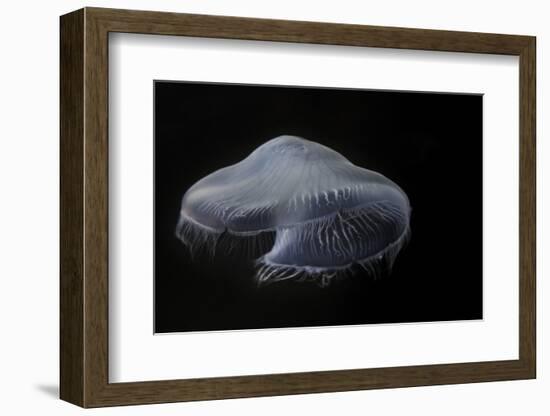 USA, Tennessee, Chattanooga. Moon Jellyfish in Aquarium-Jaynes Gallery-Framed Photographic Print