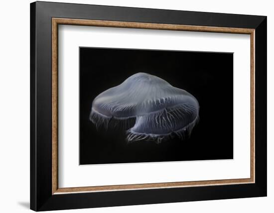 USA, Tennessee, Chattanooga. Moon Jellyfish in Aquarium-Jaynes Gallery-Framed Photographic Print