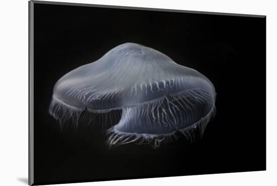 USA, Tennessee, Chattanooga. Moon Jellyfish in Aquarium-Jaynes Gallery-Mounted Photographic Print