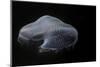 USA, Tennessee, Chattanooga. Moon Jellyfish in Aquarium-Jaynes Gallery-Mounted Photographic Print