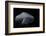 USA, Tennessee, Chattanooga. Moon Jellyfish in Aquarium-Jaynes Gallery-Framed Photographic Print