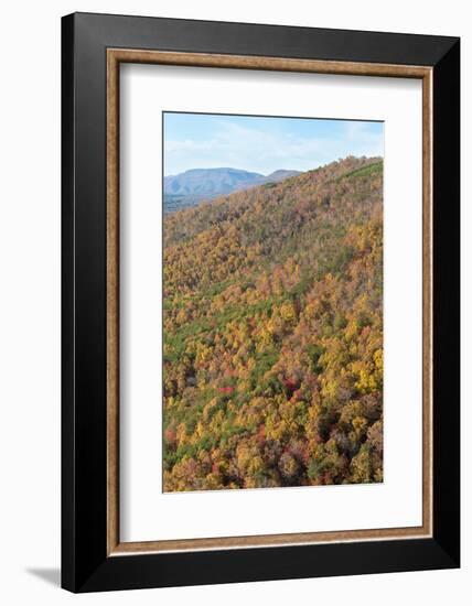 USA, Tennessee. Deciduous fall color and evergreens, Appalachian Mountains-Trish Drury-Framed Photographic Print