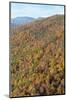 USA, Tennessee. Deciduous fall color and evergreens, Appalachian Mountains-Trish Drury-Mounted Photographic Print