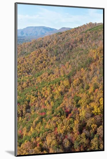 USA, Tennessee. Deciduous fall color and evergreens, Appalachian Mountains-Trish Drury-Mounted Photographic Print