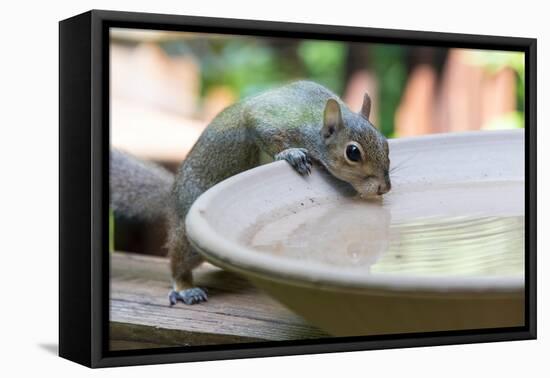 USA, Tennessee. Eastern gray squirrel drinks at bird bath reflected in water-Trish Drury-Framed Premier Image Canvas